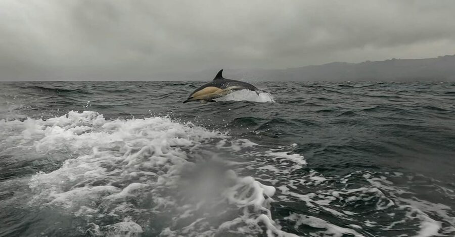 Dublin: History and Wildlife Boat Tour with Live Commentary - Dun Laoghaire Harbour and Its Defensive Towers