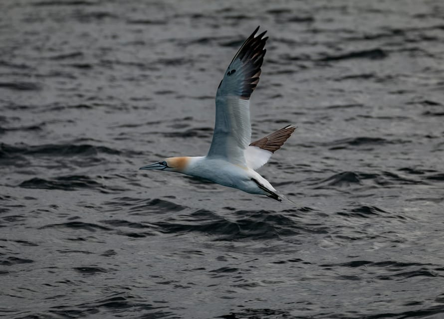 Dublin: History and Wildlife Boat Tour with Live Commentary - Is $56 a Fair Price?