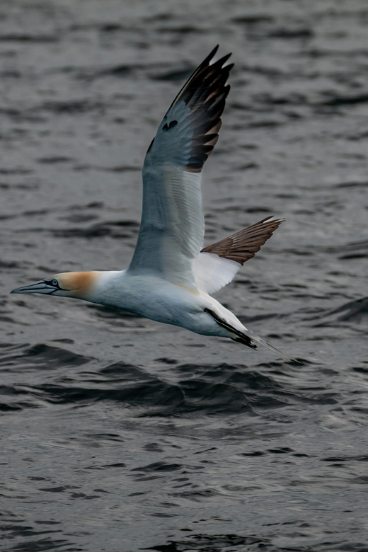 Dublin: History and Wildlife Boat Tour with Live Commentary - Boarding Billy Goat for a Fast Bay Ride