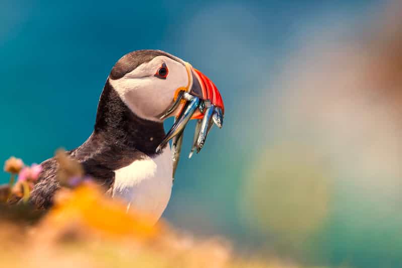 Dublin: Howth Coast and Ireland's Eye Boat Tour - Seals, puffins, and Dublin Bay wildlife