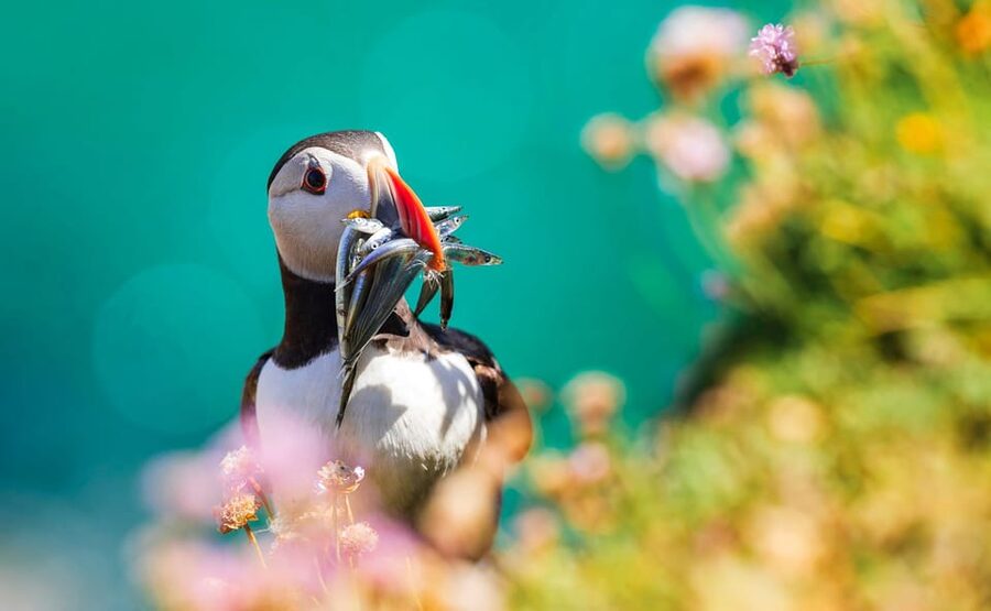 Dublin: Howth Coast and Ireland's Eye Boat Tour - Booking value and practical choices