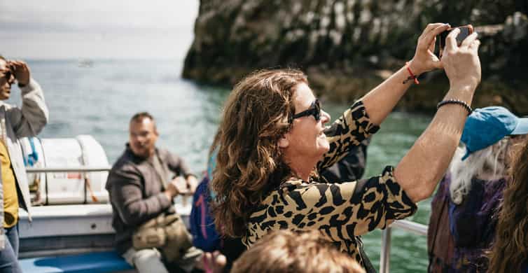 Dublin: Howth Coastal Boat Tour - The Stack and the seabird colonies