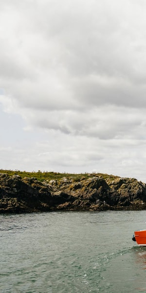 Dublin: Howth Coastal Boat Tour - Seals, dolphins, and the limits of wildlife watching