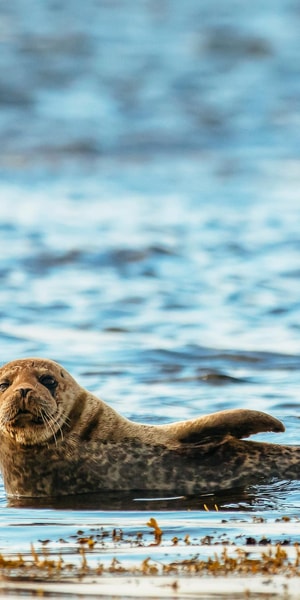Dublin: Howth Coastal Boat Tour - Stories, local music, and what the commentary is like