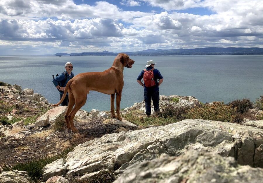 Dublin: Howth Coastal Hiking Tour - From Howth Market to the old harbour