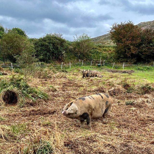 Dublin: Howth Safari Hiking Tour - Martello Tower Sutton and Howth’s past