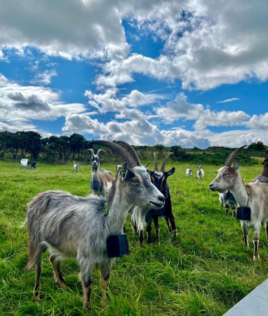 Dublin: Howth Safari Hiking Tour - Red Rock and the coastal trails