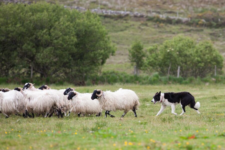Dublin: Kilkenny, Wicklow & Glendalough Tour & Sheepdog Show - Glendalough: two hours among ruins and lakes