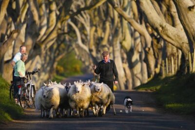 Dublin to Dunluce Castle, Giant’s Causeway, Dark Hedges & Belfast