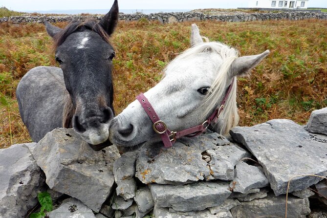 Electric biking on Inishmore island. Aran island. Self-guided. Full day. - Who will get the most from this day