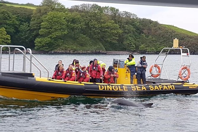Exhilarating Rib experience - Dingle sea safari - Why the ocean view changes Dingle