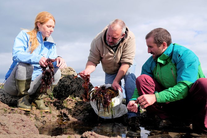 Food, heritage & cultural tour Inishmore, Aran Islands. Guided. - The seal colony at Kilmurvey Beach