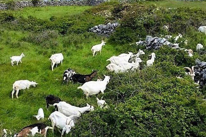 Food, heritage & cultural tour Inishmore, Aran Islands. Guided. - Aran Island Goat’s Cheese, the most personal stop