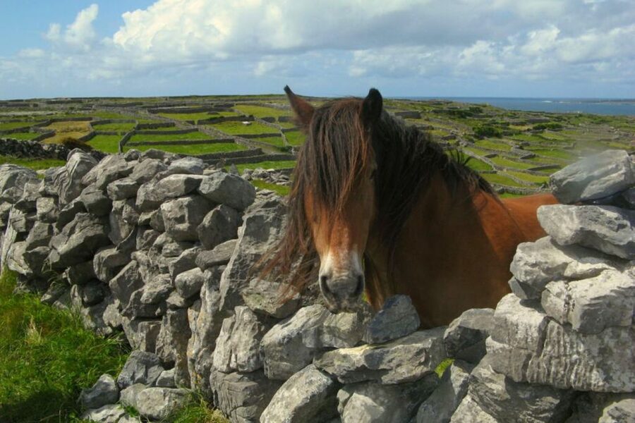 From Cork: 9-Hour Guided Ring of Kerry and Killarney Tour - Why this Cork day trip works