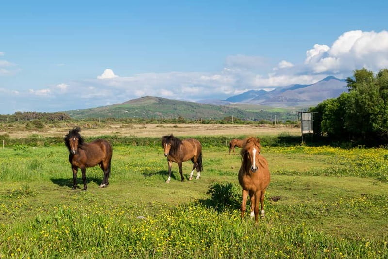 From Cork: Ring of Kerry & Killarney Guided Full Day Tour - Who should book this day trip
