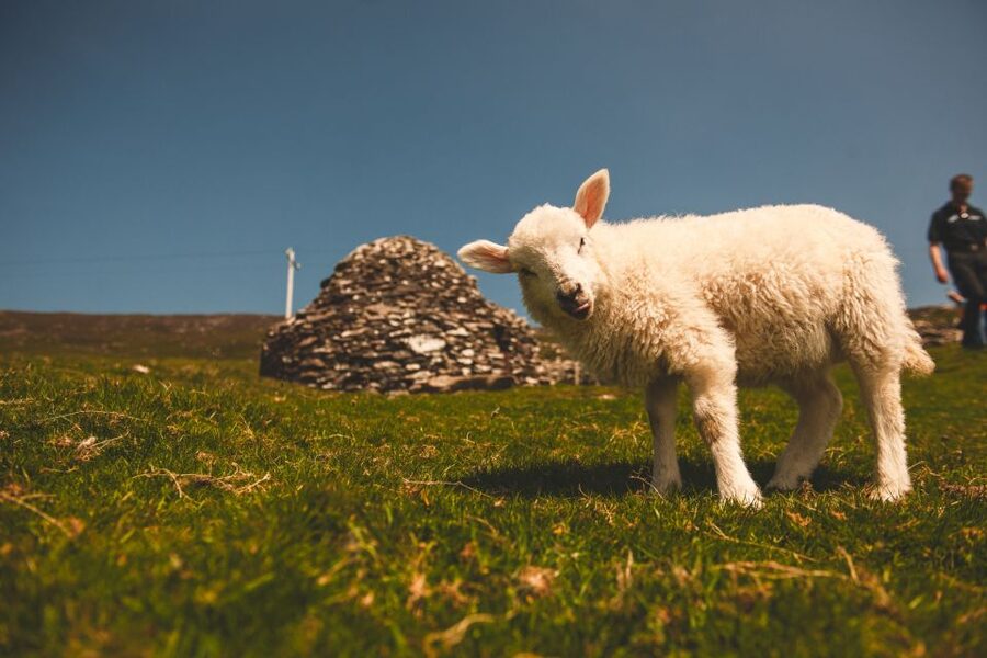 From Dublin: 3-Day Dingle, Killarney & the Wild Atlantic Way - Should you book this tour?
