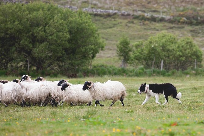 From Dublin: Wicklow, Glendalough, Waterfall & Sheepdog demo - Who should book this trip