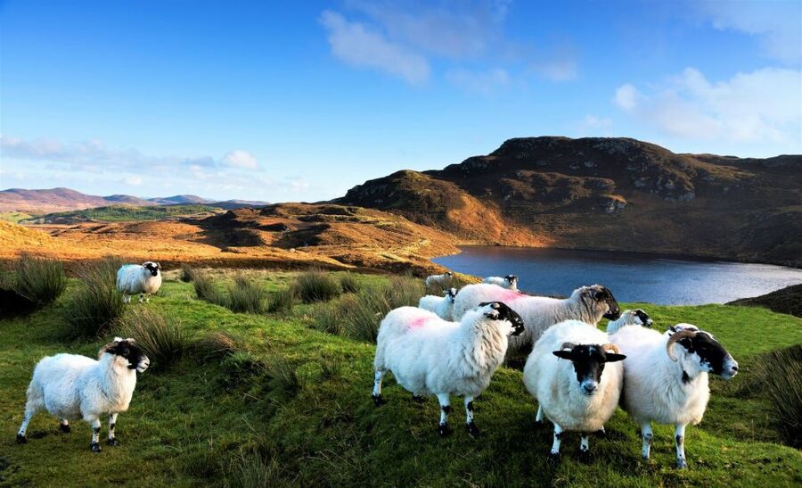 From Galway: Castles of Connemara Full-Day Tour - Key points to know before booking