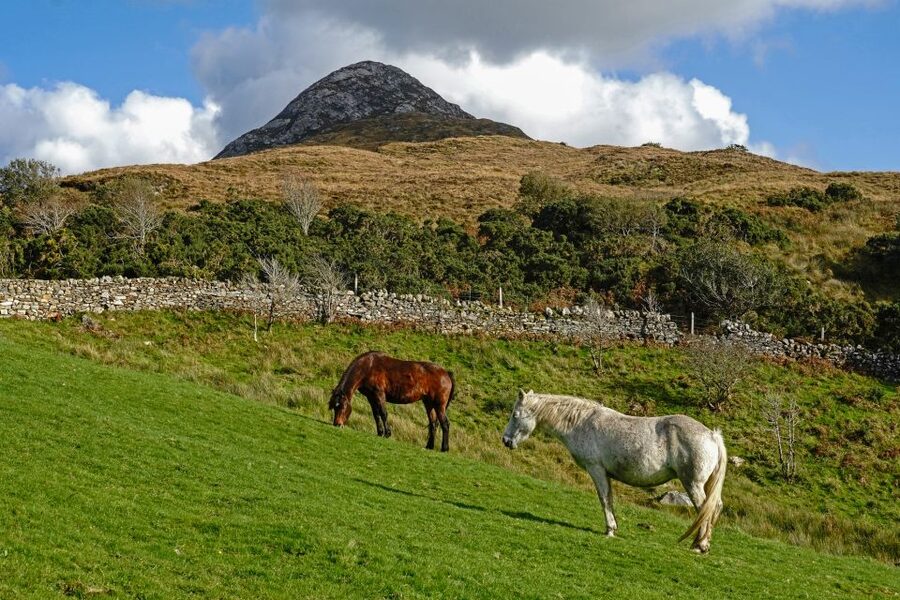 From Galway: Connemara National Park Full Day Tour - Who should book this tour?
