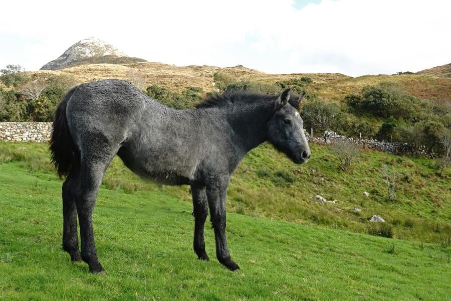 From Galway: Connemara National Park Full Day Tour - The return to Galway