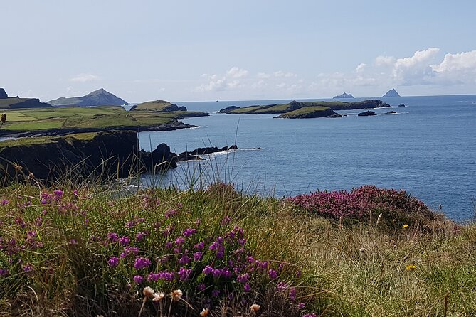 Full-Day Ring of Kerry Tour from Killarney - Killarney National Park brings the route back to the trees
