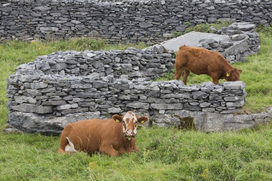 Galway: Cliffs Cruise, Aran Islands & Connemara Day Tour - Sailing beneath the Cliffs of Moher