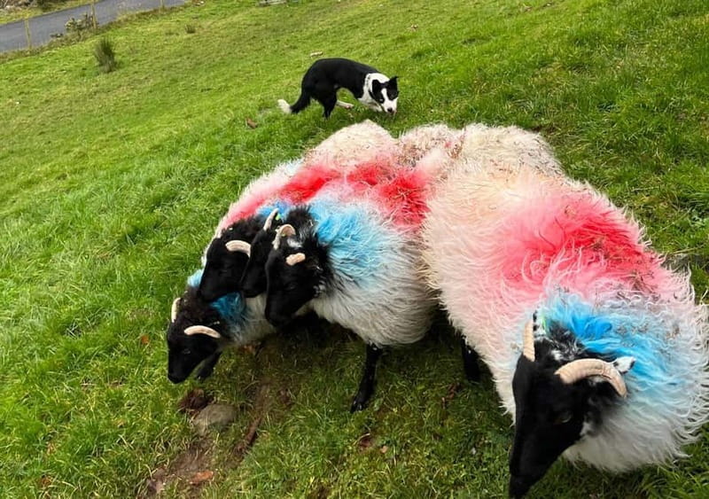 Galway: Connemara, Sheepdog Show and Medieval Castle Tour - Who should book this tour?