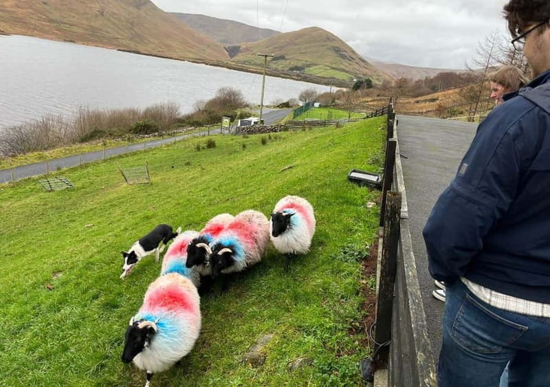 Galway: Connemara, Sheepdog Show and Medieval Castle Tour - Leaving Galway for Connemara’s open country