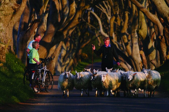 Giant's Causeway with the Titanic Exhibition and the best of Northern Ireland - The Dark Hedges in twenty minutes