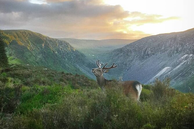 Glendalough Night Hike and History Tour - Watching for Sika deer at dusk