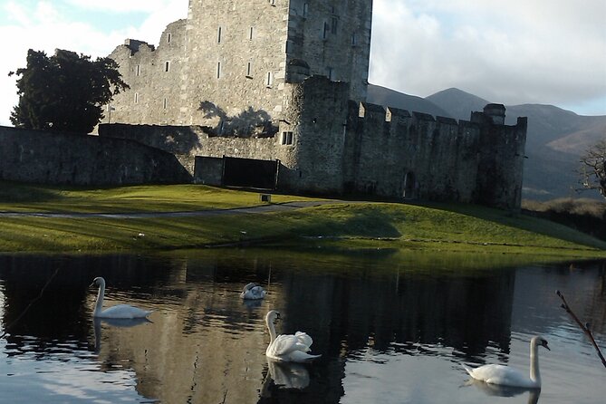 Guided Killarney National Park Walking Tour - Deer, birds, and the chance of a close encounter