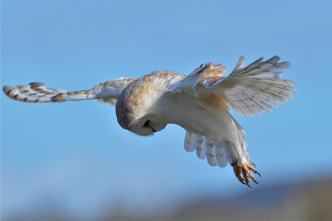 Guided Tour of Aillwee Cave and Visit to the Birds of Prey Centre - The Birds of Prey Centre and its flying display