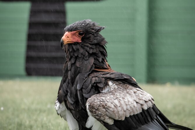 Guided Tour of Aillwee Cave and Visit to the Birds of Prey Centre - How to plan the timing
