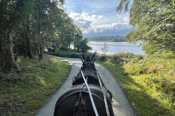 Horse-Drawn Carriage Tours in Killarney - Starting near Beech Road and St Mary’s Cathedral