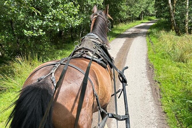 Horse-Drawn Carriage Tours in Killarney - Should you book it?