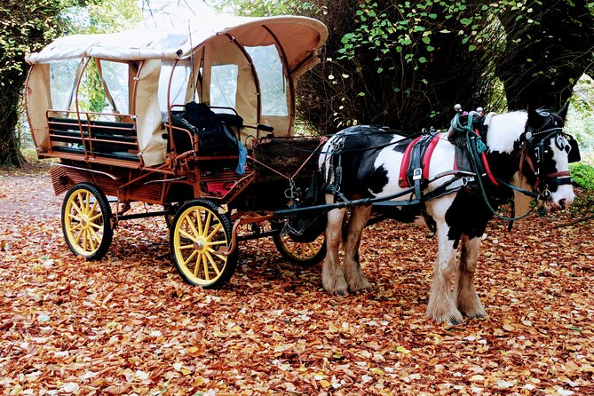 Jaunting Car Tour in Killarney National Park - Muckross Abbey and the old yew tree