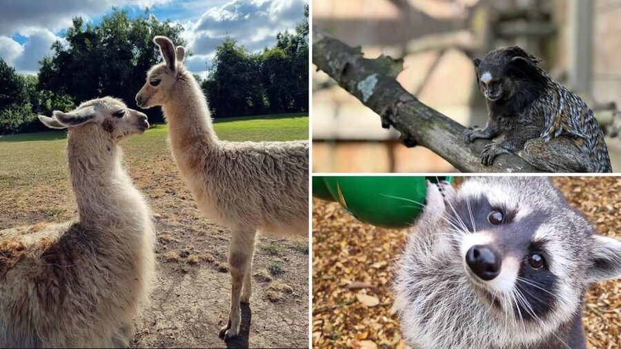 Kildare: Clonfert Farm General Admission Ticket - What your €9 admission buys