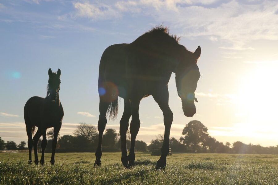 Kildare: Irish National Stud & Gardens - The Living Legends horses