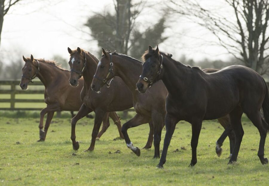 Kildare: Irish National Stud & Gardens - The Irish Racehorse Experience, from foal to finish