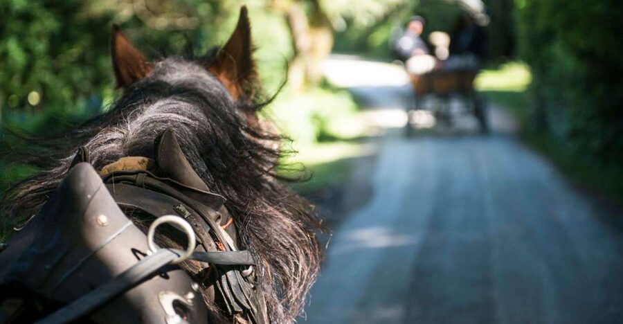 Killarney: 1-Hour Jaunting Car Horse and Carriage Tour - What the one-hour timing really gives you