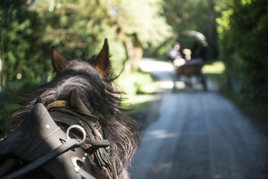Killarney: 1-Hour Jaunting Car Horse and Carriage Tour - Who will get the most from this ride