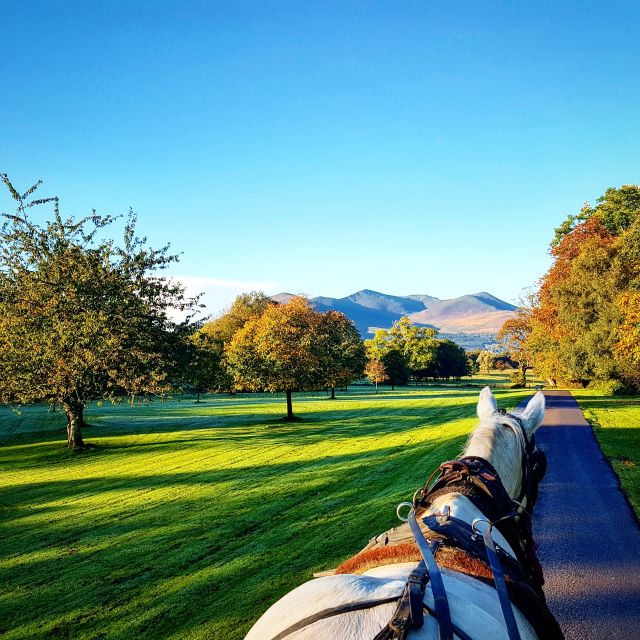 Killarney: 1-Hour Jaunting Car Horse and Carriage Tour - Meeting the horse and starting beside the train station