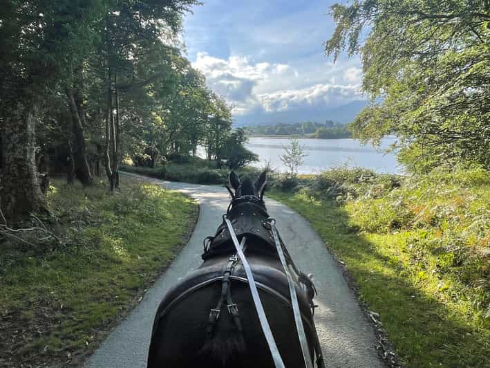 Killarney Carriage Tours National Park and Lakes - Red deer parks and the approach to Ross Castle