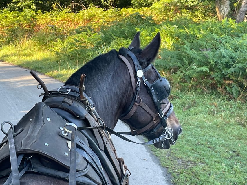 Killarney Carriage Tours National Park and Lakes - Meeting at 228 Beech Road