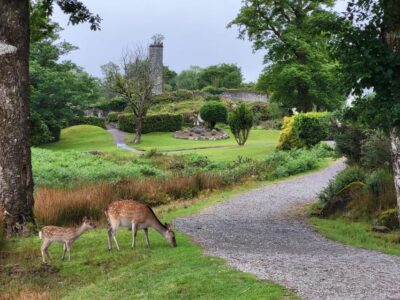 Gap of Dunloe Day Tour