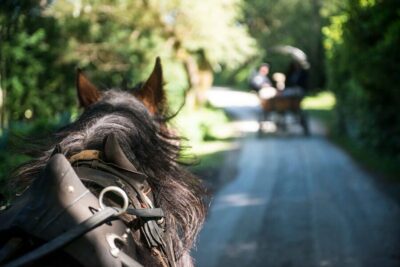 Jaunting Car Tour with Afternoon Tea