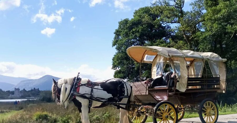 Killarney: Killarney National Park Private Tour - Key points to know before you book
