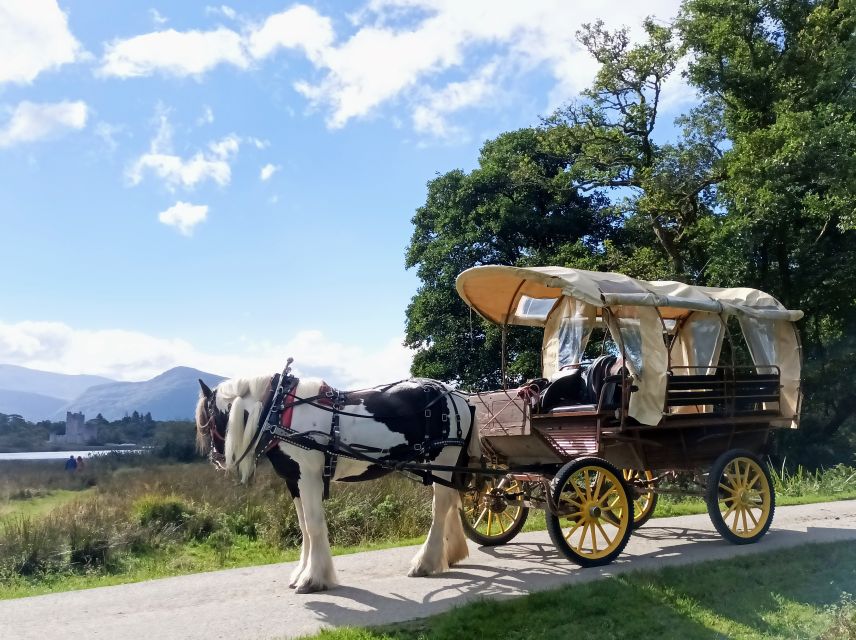 Killarney: Killarney National Park Private Tour - What the one-hour timing really gives you