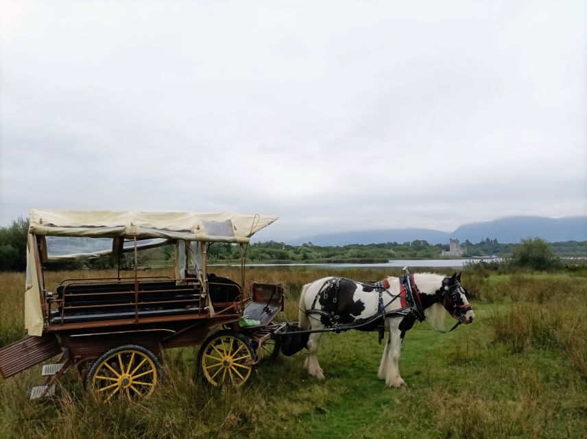 Killarney: Killarney National Park Private Tour - Who will enjoy this private carriage ride