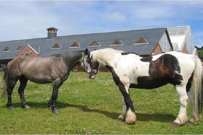 Killarney National Park Horseback Ride. Co Kerry. Guided. 2 hours. - Lakes, deer, and open views